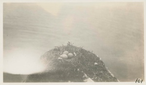 Image of Nest of Herring Gull (Larus Argentatus)